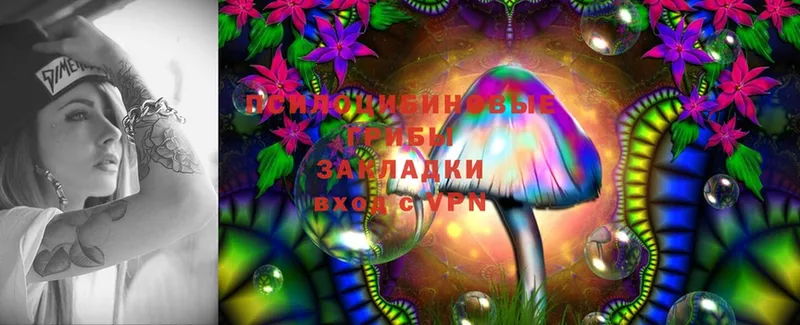 что такое   Тверь  Галлюциногенные грибы Psilocybine cubensis 